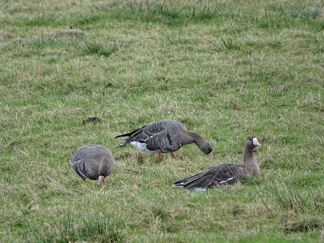 阿森纳静待 阿森纳静待