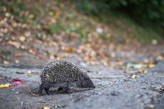 为游客提供 为游客提供
